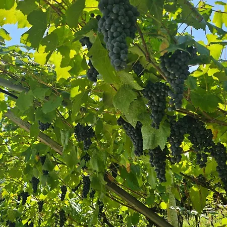 Bauernhof Agritur Gasador Trient