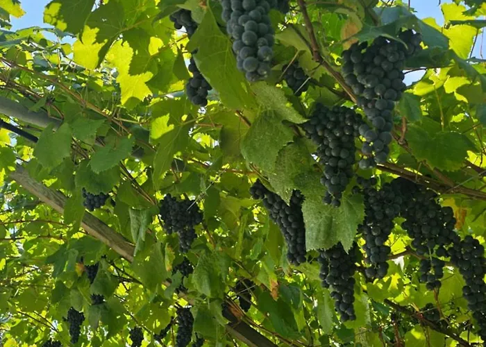 בית חווה Agritur Gasador טרנטו